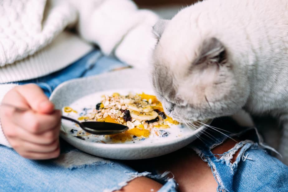kediler chia tohumu yiyebilir mi
