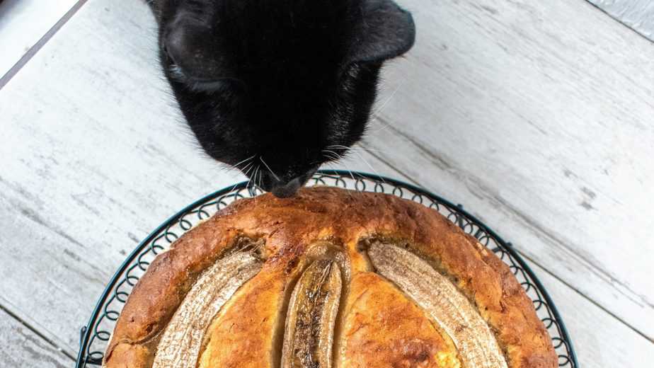 Can Cats Eat Banana Bread Or Is It Too Risky?