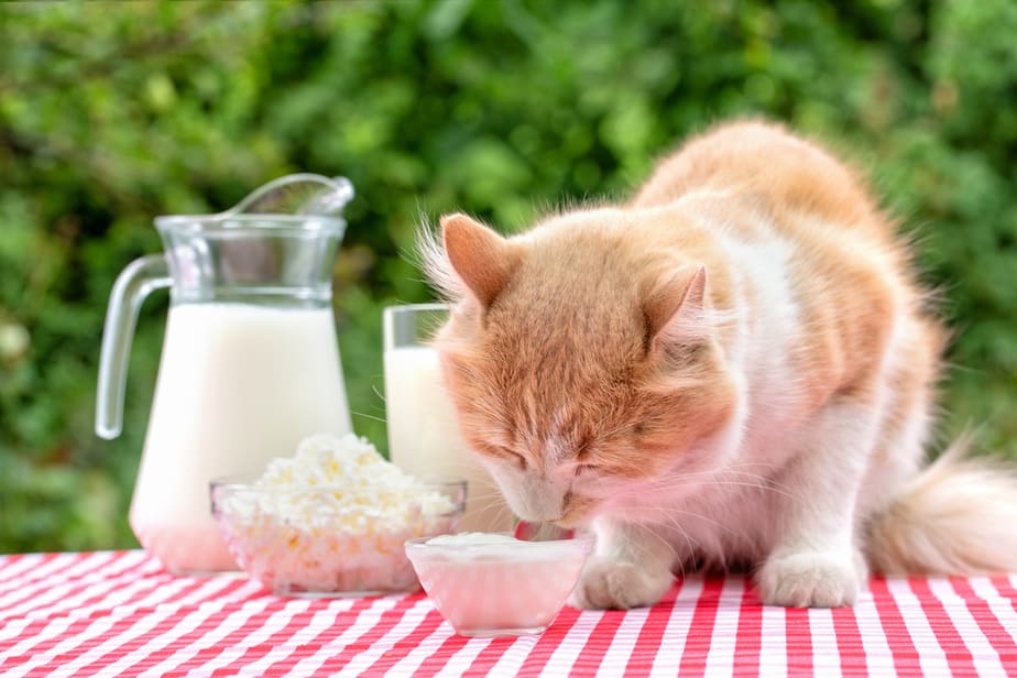 Can Cats Eat Sour Cream? Eat Or Pass?