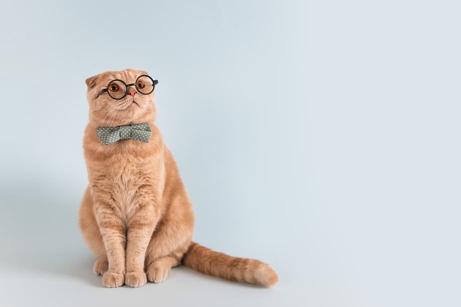 Can Cats Eat Flour Tortillas? Make The Right Choice