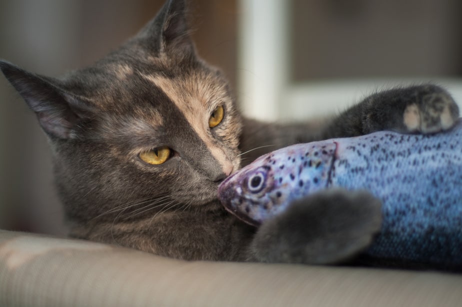 Kediler Balık Kılçığı Yiyebilir mi? Onlarda Balıkla İlgili Bir Şey Var mı?