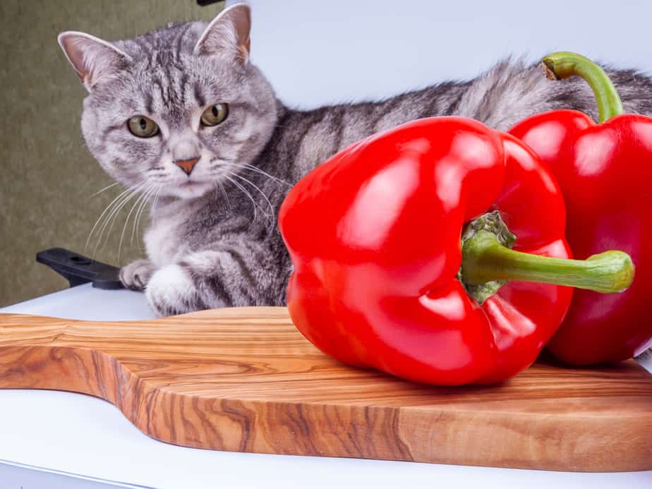 Kediler Kırmızı Biber Yiyebilir mi? Bu Çanın Anlatacağı Çok Şey Var!