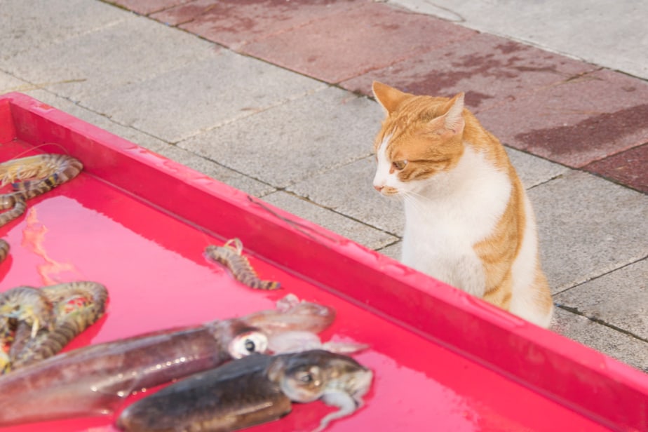 Can Cats Eat Squid? Prepare It Right And Turn It Into A Real Treat