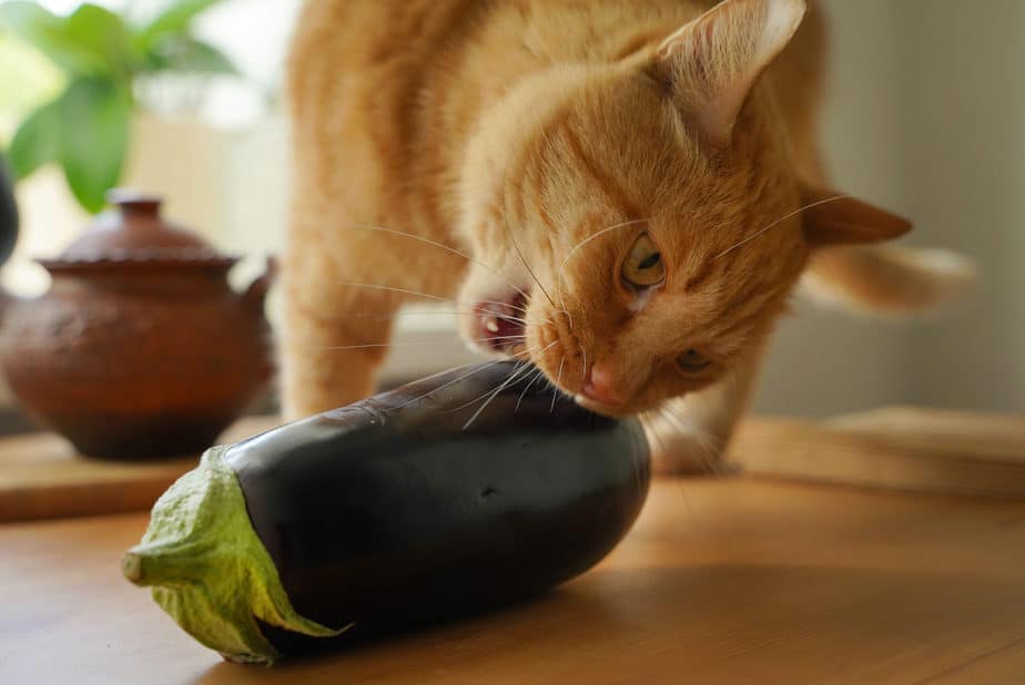 Kediler Patlıcan Yiyebilir mi? İşte Faydalı Bir Rant