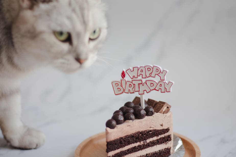 Kediler Çikolatalı Pasta Yiyebilir mi? Beslemeden Önce Okuyun!