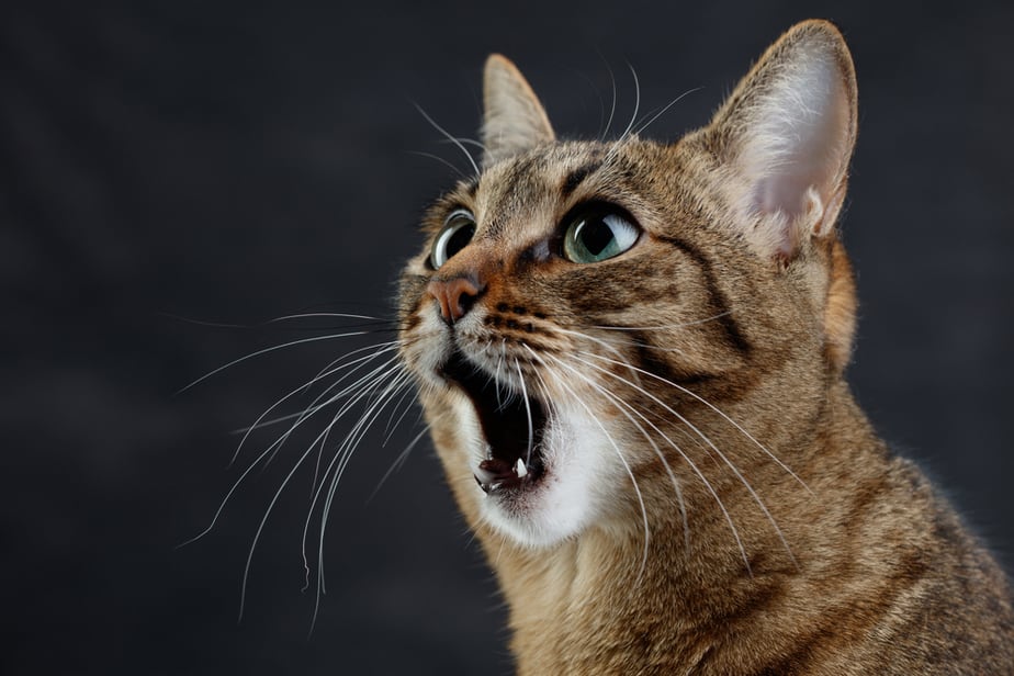 Kediler Istakoz Yiyebilir mi? Lezzetli mi Tehlikeli mi?