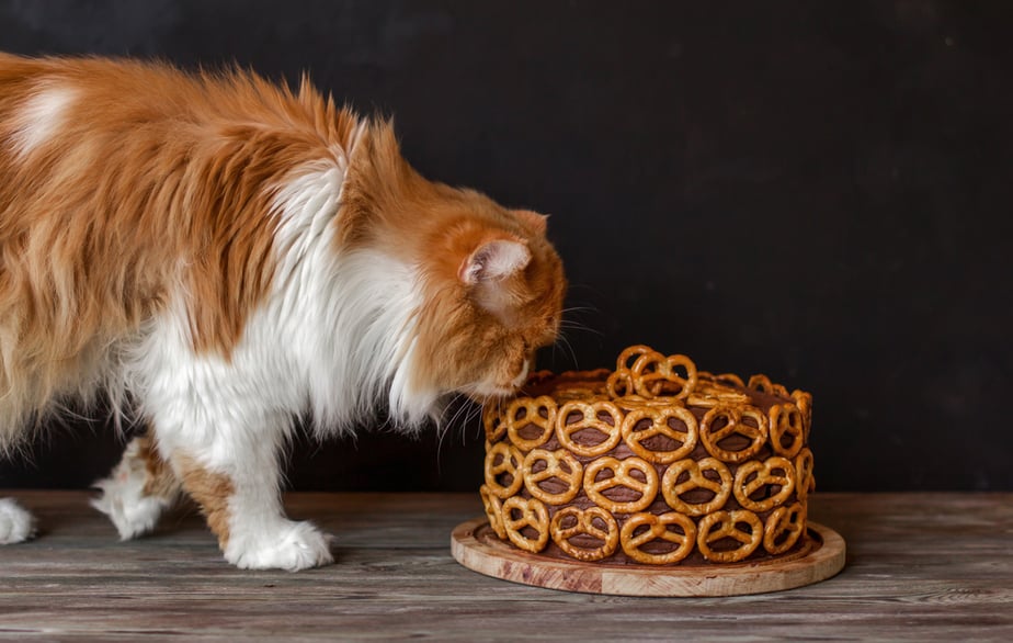 Kediler Kraker Yiyebilir mi? Kediniz İçin Zehirli mi?