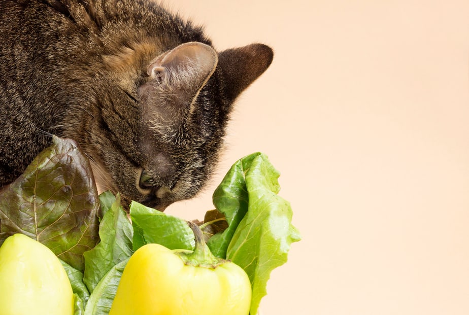 Kediler Yeşil Biber Yiyebilir mi? Bu Sebze Güvenli mi?