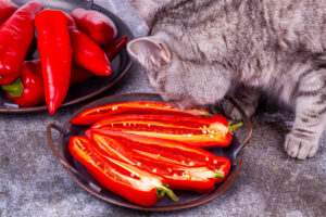 can cats eat red peppers