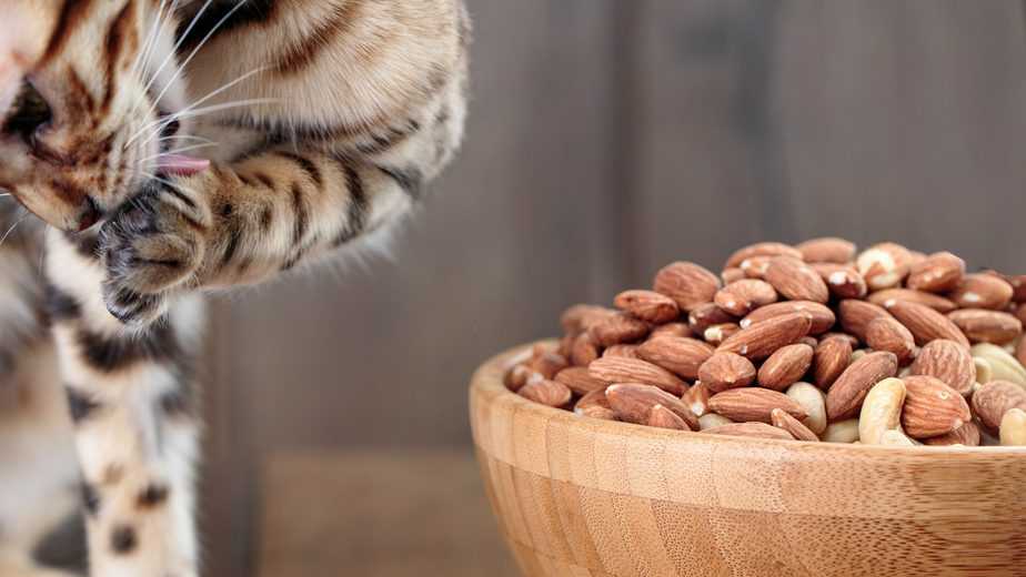 can cats eat almond butter