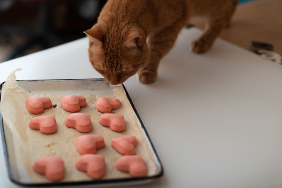 Can Cats Eat Biscuits? Tea Dip Or Skip?