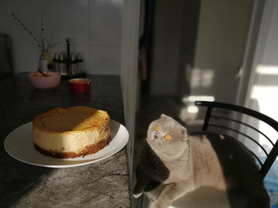 Can Cats Eat Cheesecake? Are There Any Risks?
