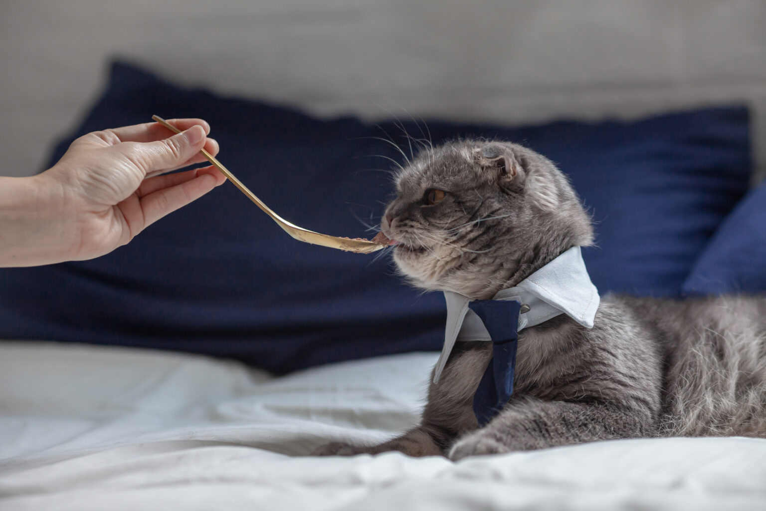 Can Cats Eat Rice Pudding? Rice Is Better Than Mice!