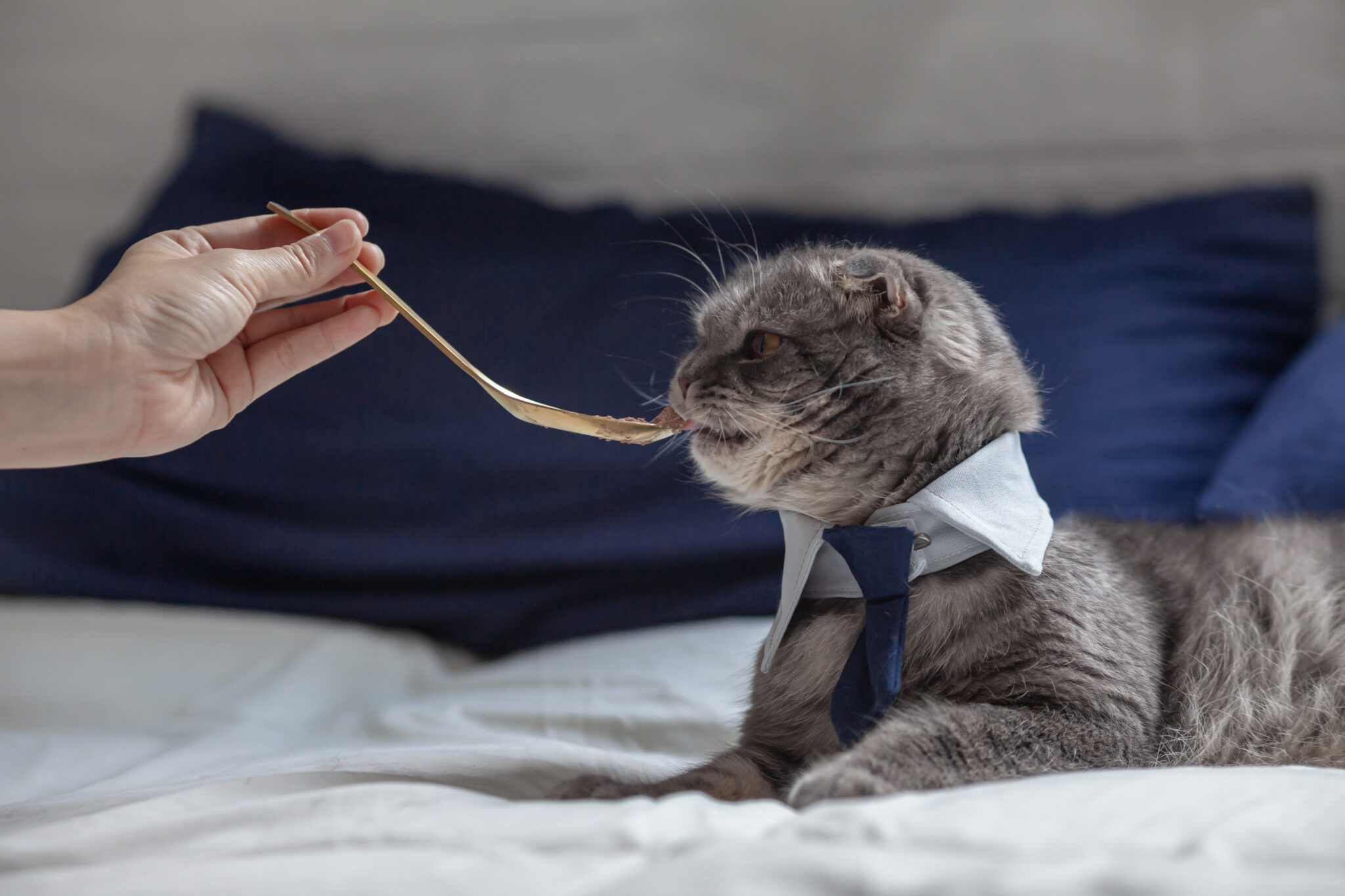 Can Cats Eat Rice Pudding? Rice Is Better Than Mice!