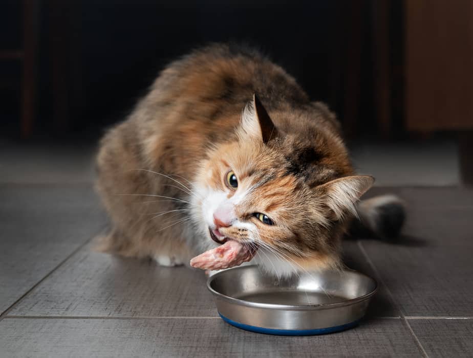 Can Cats Eat Anchovies? Safe Or Harmful?