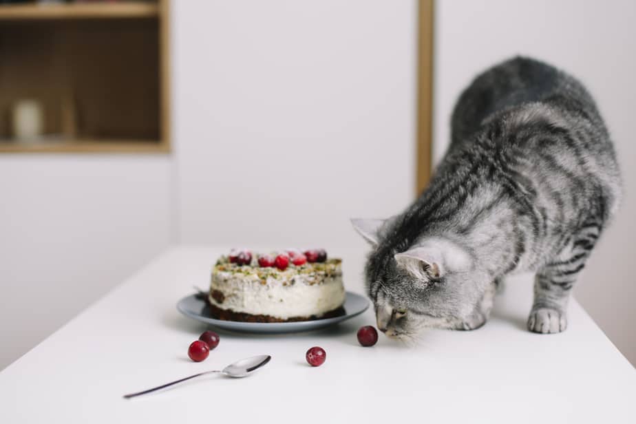 Kediler Cheesecake Yiyebilir mi? Herhangi Bir Risk Var mı?