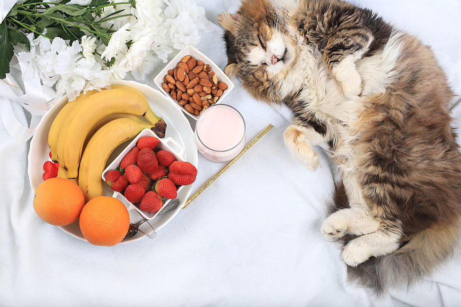 Can Cats Eat Almond Butter? All You Need To Know