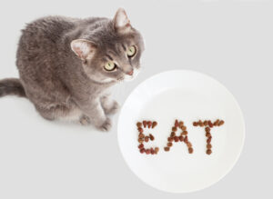 Can Cats Eat Pepperoni? Everything You Need To Know!