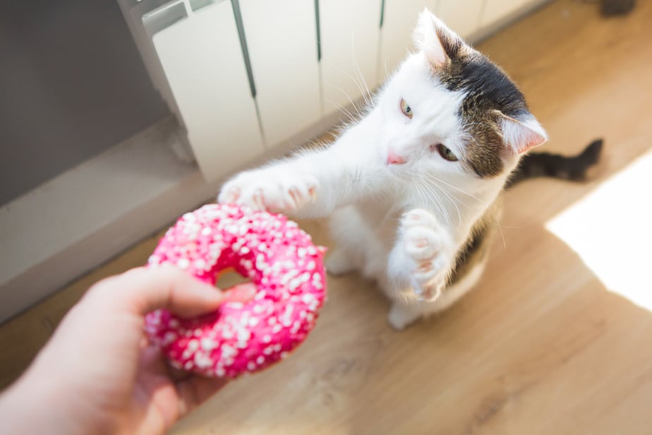 Kediler Donut Yiyebilir mi? Tatlı İkramlar mı Yoksa Sağlık Tehlikeleri mi?