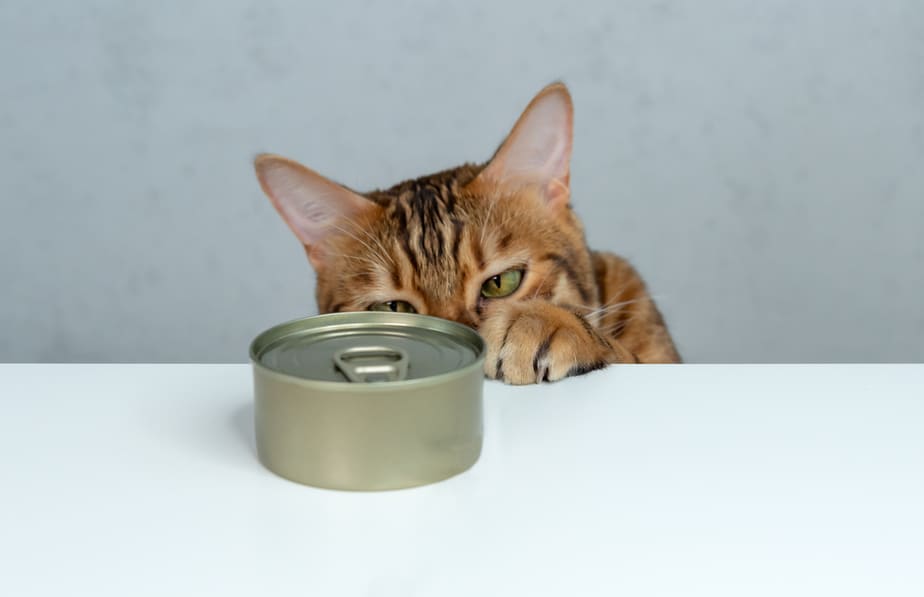 Kediler Hamsi Yiyebilir mi? Güvenli mi Zararlı mı?