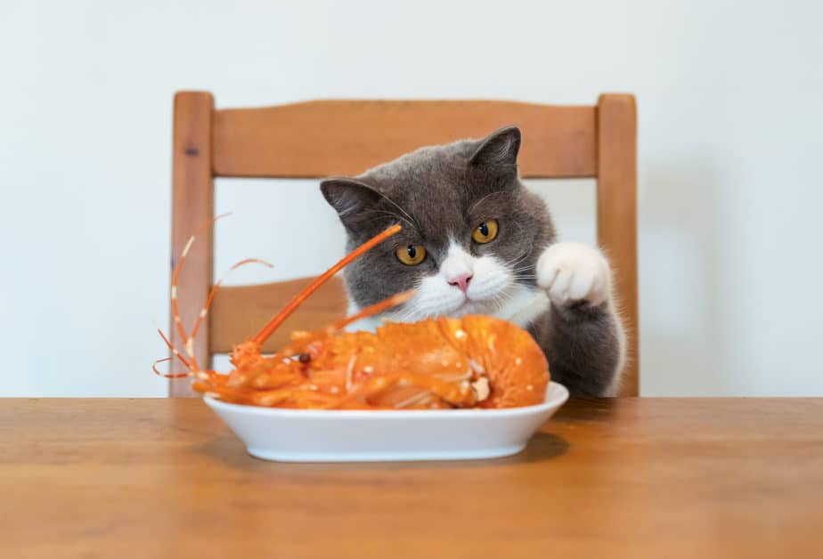 can cats eat lobster