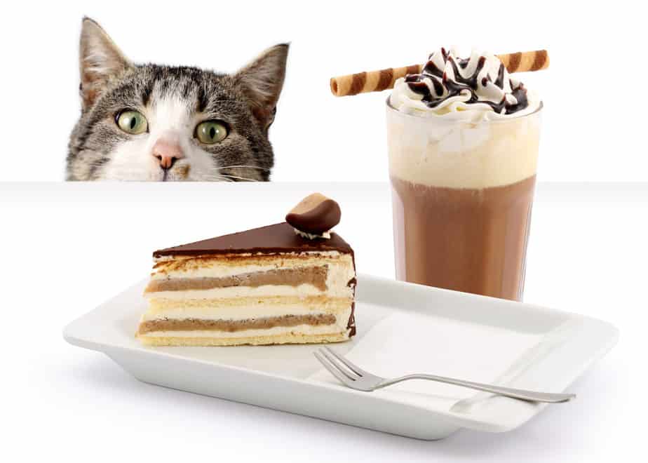 can cats eat chocolate cake