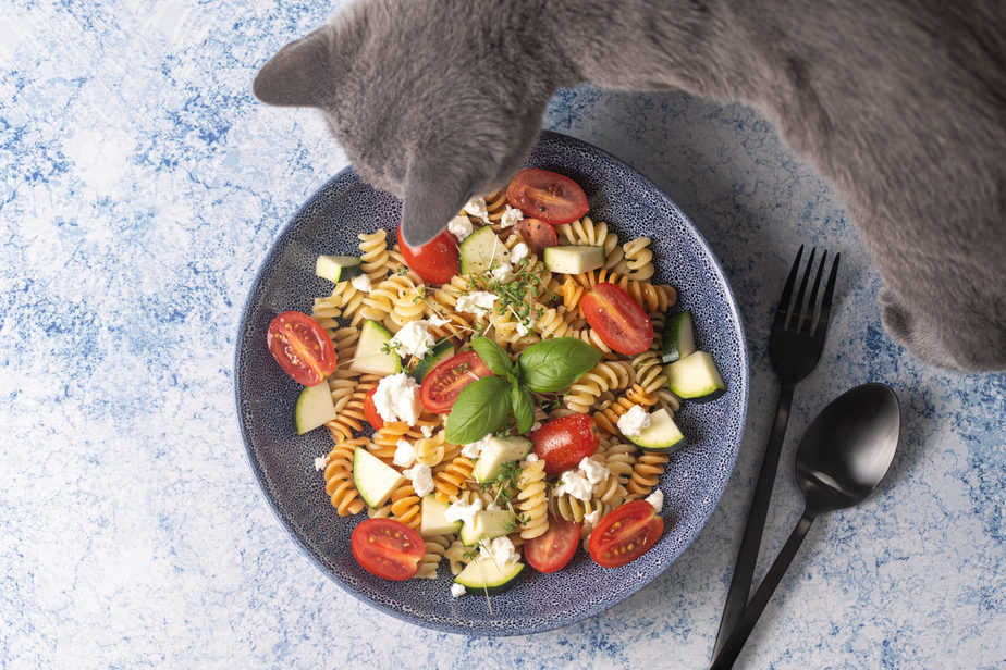 Kediler Pesto Yiyebilir mi? Bu Otlu Sos Kediler İçin Güvenli mi? 