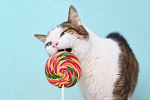 can cats eat caramel