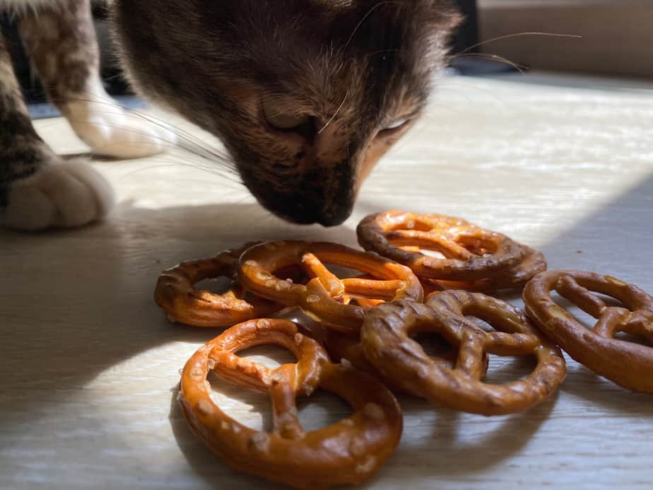 Can Cats Eat Pretzels? Are They Toxic To Your Kitto?