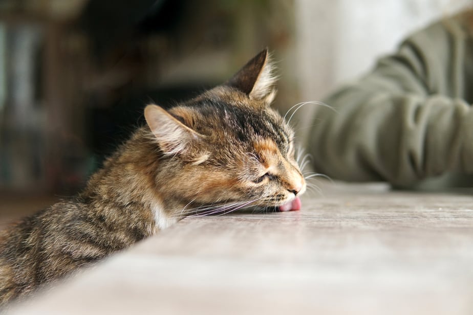 Can Cats Eat Cheese Puffs? Snack Or Stash