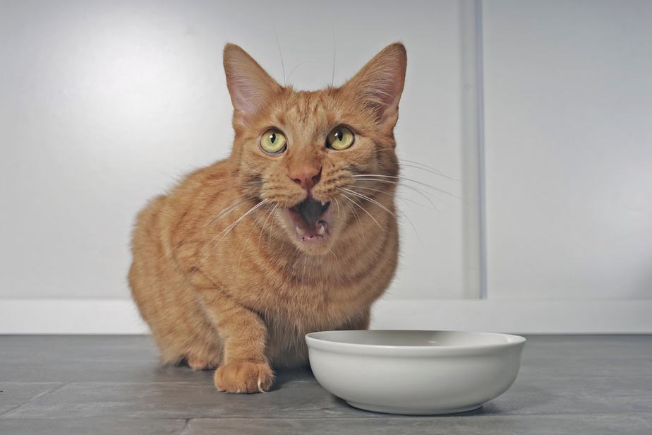 Kediler Graham Kraker Yiyebilir mi? Beslemeden Önce Okuyun