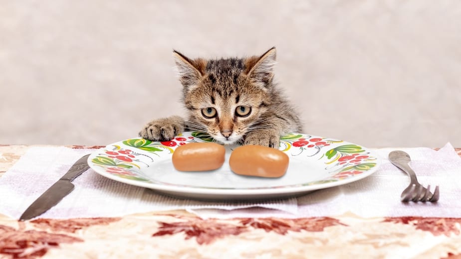 Kediler Viyana Sosisi Yiyebilir mi? Doğru Seçimi Yapın