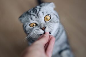 Can Cats Eat Pepperoni? Everything You Need To Know!