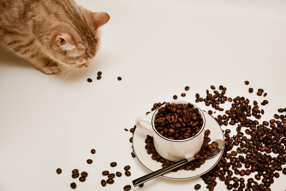 Can Cats Eat Chickpeas? Are They Dangerous Or Healthy?