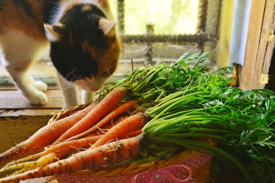 Can Cats Eat Carrot Cake? Is It Good For Their Sake?