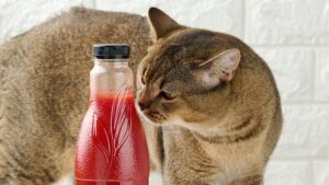 can cats eat ketchup