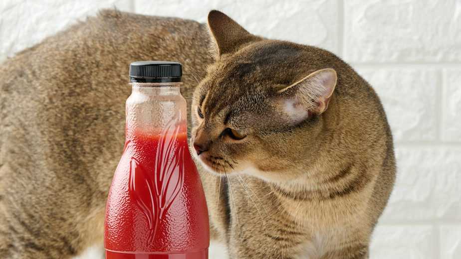 Can Cats Eat Ketchup? Everything A Responsible Cat Owner Should Know