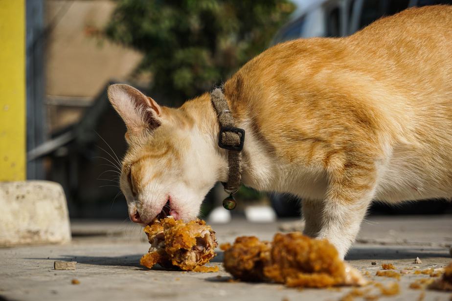 Can Cats Eat Chicken Nuggets? The Crunchy Treat And Its Dangers