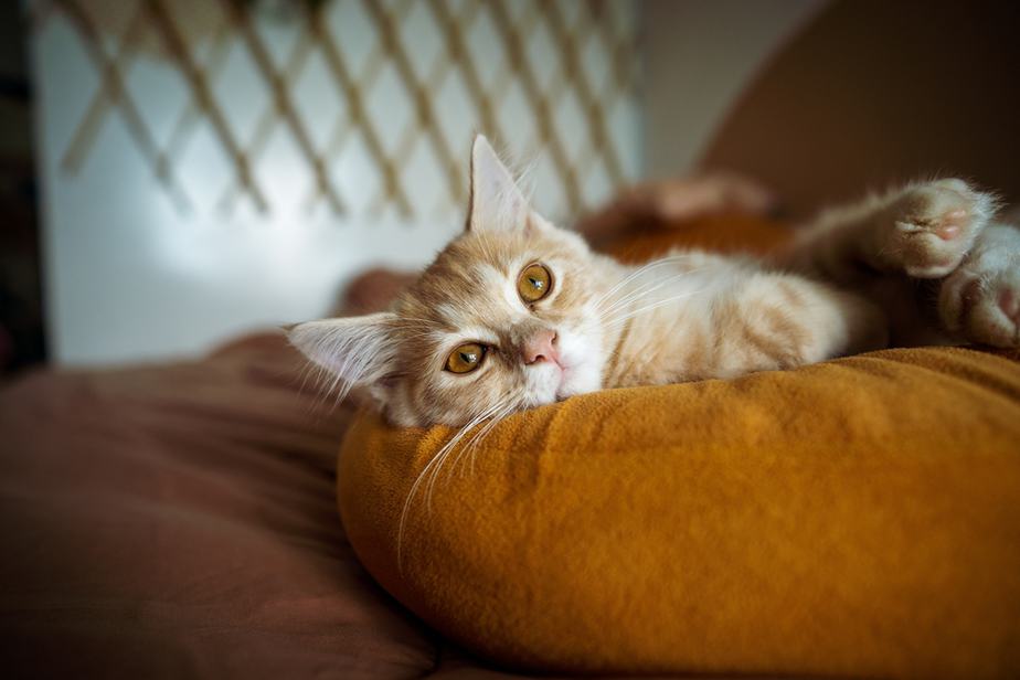 Kediler Sakızlı Ayı Yiyebilir mi? Bu Lezzetler Midelerine Zarar Verir mi?