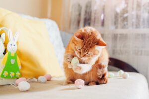 Can cats eat gummy bears?