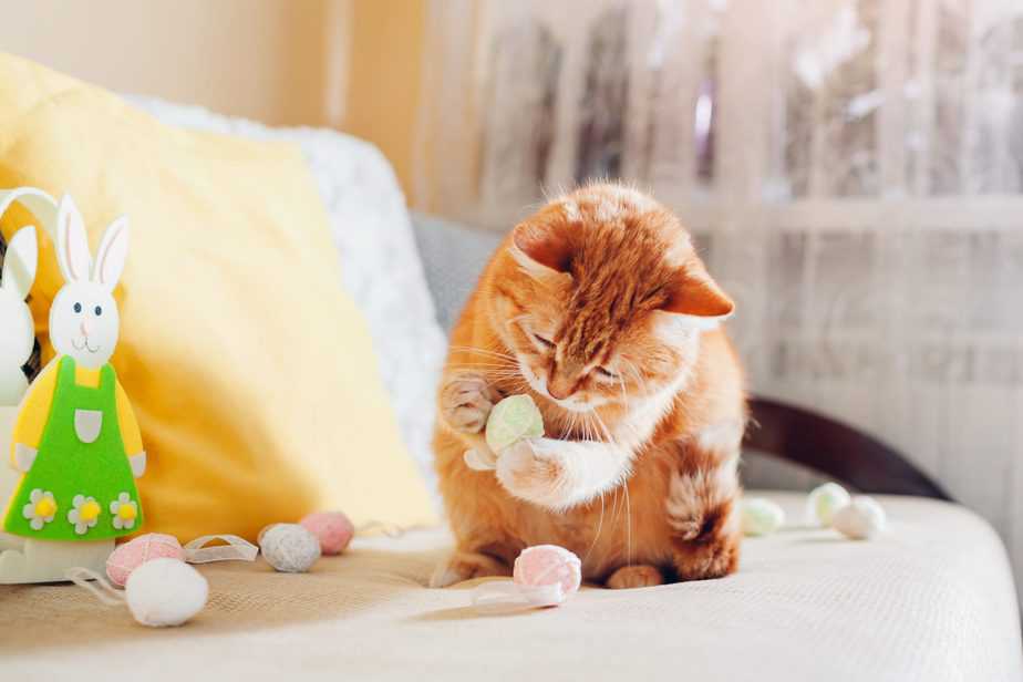 Kediler Sakızlı Ayıları Yiyebilir mi? Bu Lezzetler Midelerine Zarar Verir mi? 