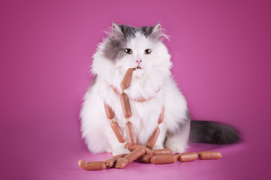 Can Cats Eat Vienna Sausage? Make The Right Choice