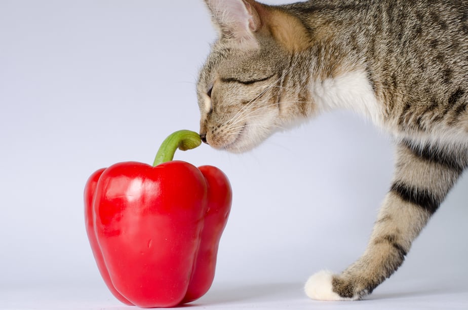 Can Cats Eat Red Peppers? This Bell Has So Much To Tell!