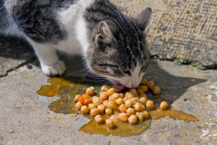 can cats eat chickpeas