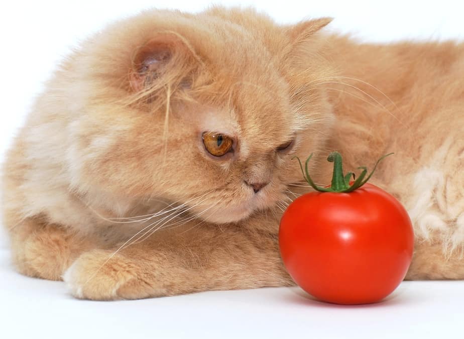 Kediler Ketçap Yiyebilir mi? Sorumlu Bir Kedi Sahibinin Bilmesi Gereken Her Şey