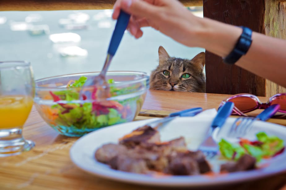 Can Cats Eat Flour Tortillas? Make The Right Choice