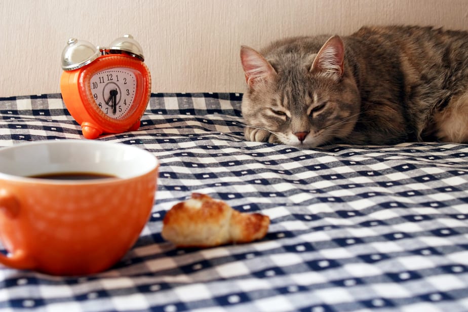 Can Cats Eat Chocolate Pudding? Is This Sweet Treat Safe To Eat?