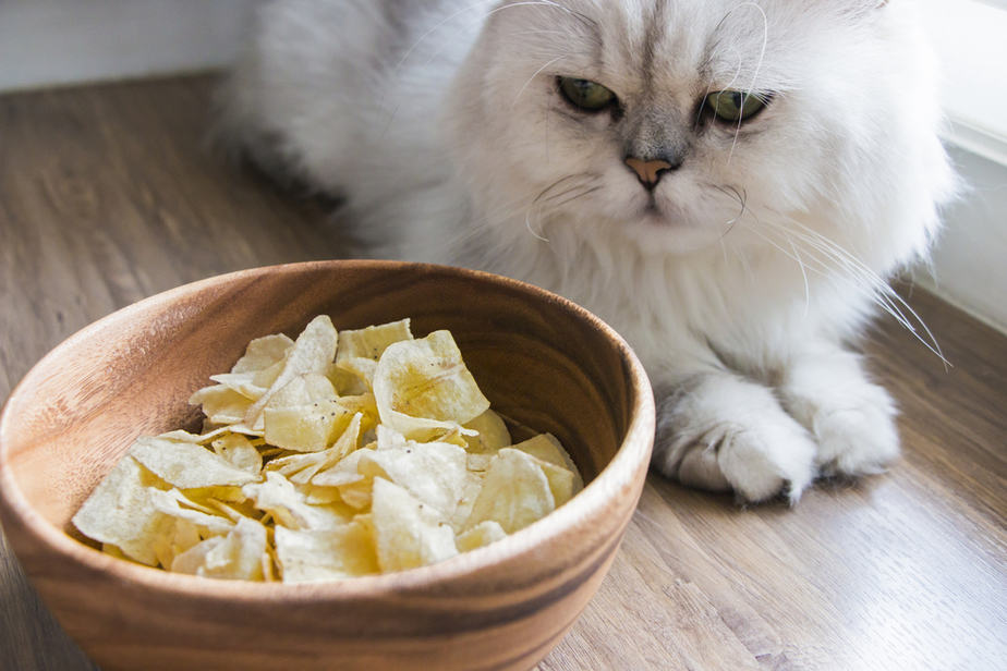 Can Cats Eat Pringles? The Crisp Truth You Need To Hear