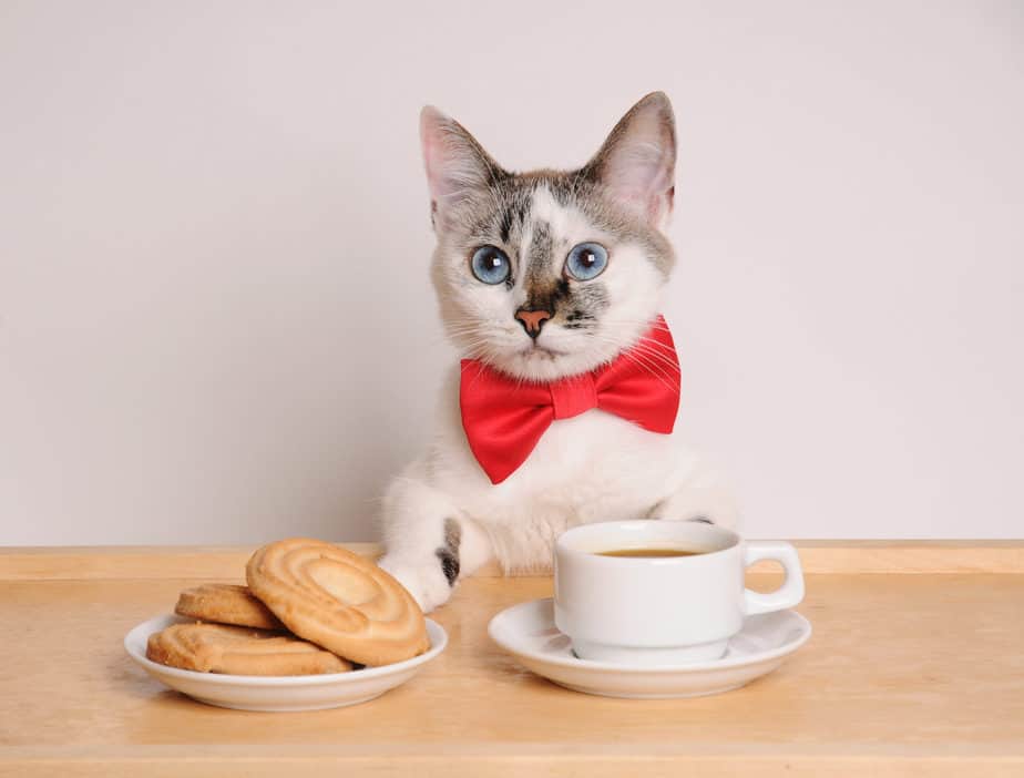 Kediler Bisküvi Yiyebilir mi? Çay Sosu veya Atlama? 