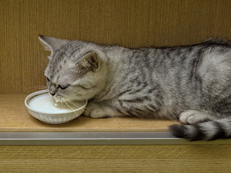 Captivating Can Cats Have Sour Cream Moment Concept Captivating Can Cats Have Sour Cream Moment Concept